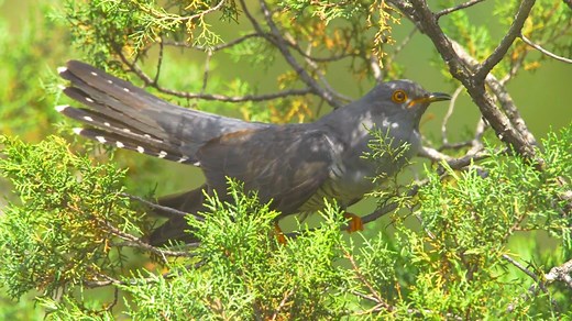 16K views · 999 reactions | Secrets of the Common Cuckoo: Nature's...