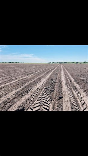 Maize Plantation Techniques: Week 1 Insights