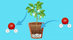 2d Animation Showing Plant Cohesion Transpiration Stock Footage Video (100% Royalty-free) 1099337923 | Shutterstock