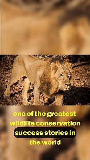 A Conservation Success Story Asiatic Lion's Comeback 📈🌟