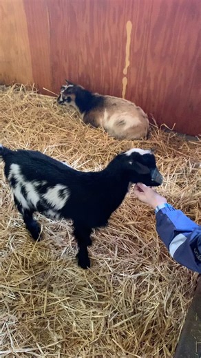 The kids are ready for Farm Babies! 😉 . . . #MNZoo #FarmBabies #Kids 🐐 | Minnesota Zoo