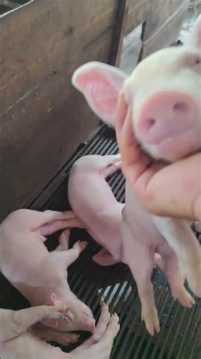 This is how the term Sleep like a pig Created 👀