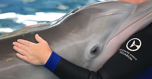 Winter the Dolphin, From Dolphin Tale, Dies at 16 | Chip and Company