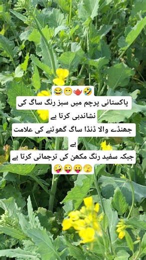funny urdu poetry shorts 🤣 |#foryou #funny #status #latifay #dailyshorts #entertainment #motivation