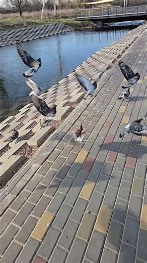 Slow motion video of birds flying | ASMR : Slow Motion : Wings Sound #relaxing #satisfying #asmr