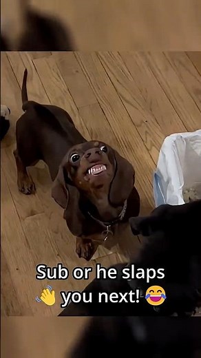 DRAMATIC Dogs Overreacting To EVERYTHING 😂 | Try Not To Laugh Challenge