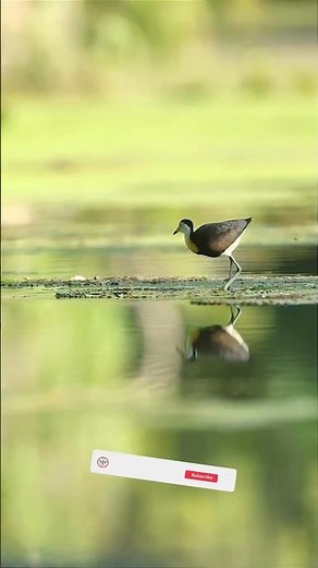 🌿 The Comb-Crested Jacana – the bird that walks on water 🌿