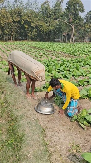 The best funny cow of rural Bengal