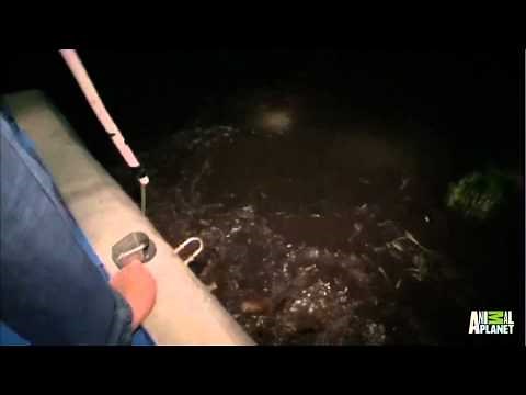 Catching Gators at Night | Gator Boys