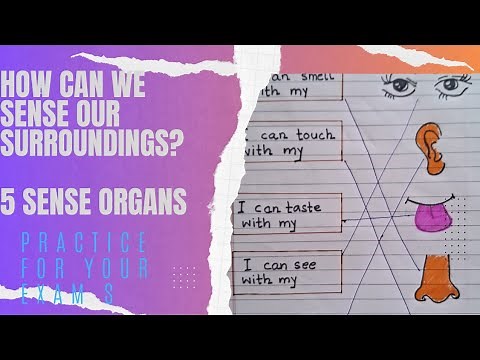 Sense organs of our body#5 Sense organs#EVS Worksheet Class 1