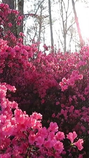 Azaleas at Callaway Gardens' Azalea Trail 😍 March 14 #callawaygardens #flowers #beautifulflowers