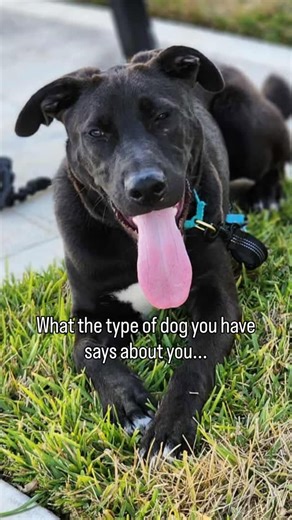 Colby came from a litter of 11 puppies from a GSD momma, he is 1/4 puppies still waiting on their furever home. He may not LOOK like a GSD, but he has all our favorite GSD personality traits: ✨protective 🐾loyal 🦴smart 💜great with his tiny foster hoomans Apply to adopt him here: https://petstablished.com/adoptions/personal-information?application_type=Adopt&form_id=4609&pet_id=2367765 #adoptdontshop #germanshepherdrescue #adoptme #adopt #rescue #rescuedogs #germanshepherdmix | Sauver Des Chien