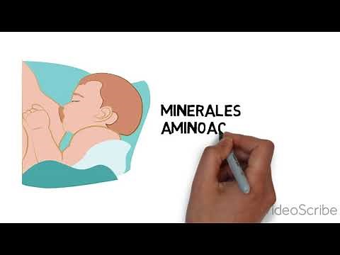 Fisiología de la Lactancia