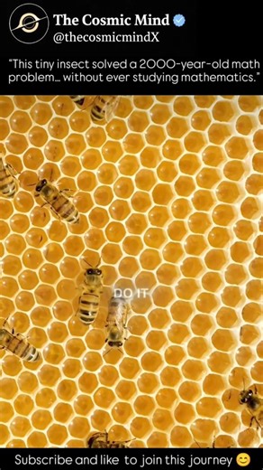 Why Do Bees Build Hexagons?The Genius of the Honeycomb Theor