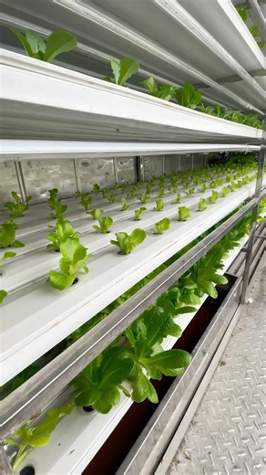 From Shipping Container to Smart Farm | Engineered Container Farming #agritech