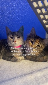 17K views · 225 reactions | This long weekend, why not wake up to a home full of foster kittens? We have so many kittens who are hoping to find a foster home this weekend, our foster team will provide everything you need to look after your foster pet. If you’re unable to adopt or foster we ask that you share this post to help get the word out. Please head to dogshome.com or email pathways.team@dogshome.com to sign up today! #TheLostDogsHome | The Lost Dogs' Home | Facebook