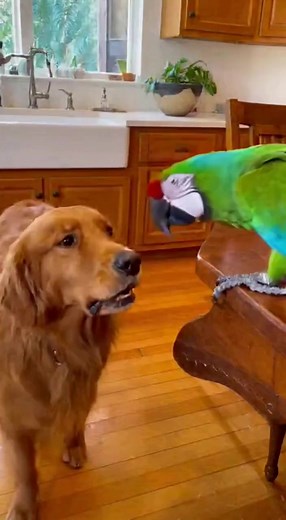 5.1K views · 34 reactions | #parrot #pets #dog | Parrot In Custody | Facebook