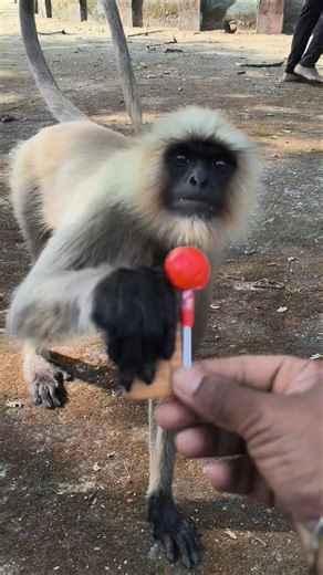 Cute Langur Monkey Takes a Lollipop | Funny & Adorable Moment