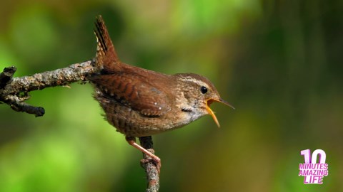Eurasian Wren Singing in the Forest
