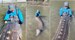 Fisherman stunned by monster sea creature: 'One of the biggest I've seen'