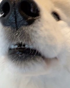 Boomer’s cooking show | thanksgiving edition | Life With A Landcloud