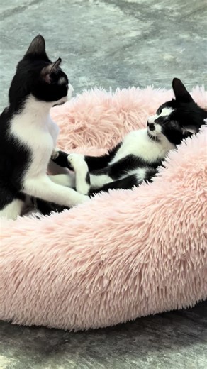 #cuddlecatscafe #kittens #kc