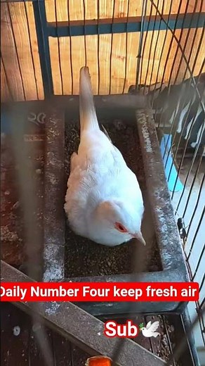 Do These 5 Daily Things to Keep Your Dove Alive & Healthy 🕊️
