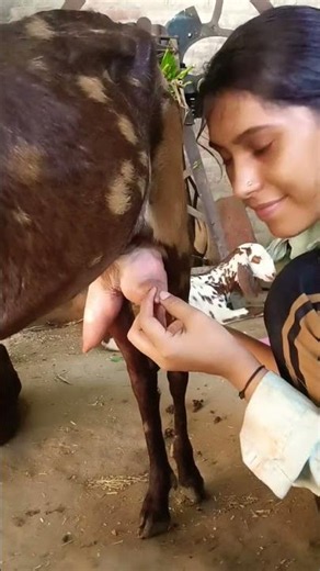 #caw #caw #milkingmachineincoimbatore #caw #goat #goat