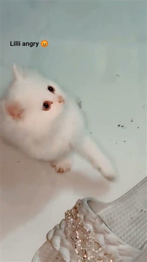 #cat #lillicat #angery #funnycats