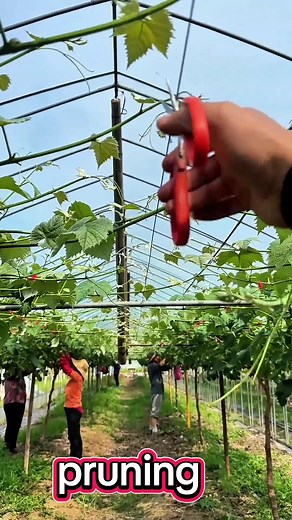 How to Prune Plants for Better Growth
