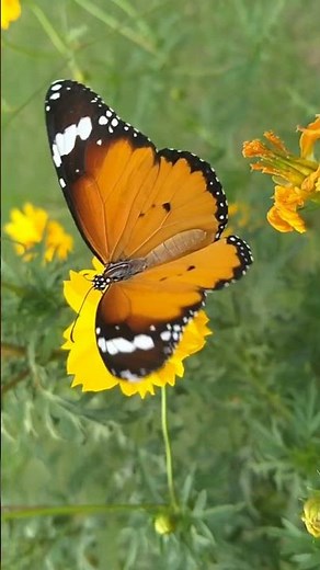 "Breathtaking Beauty: Butterflies Dancing on Flowers"