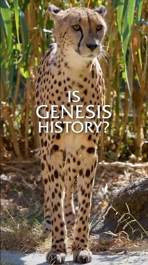 Where Do ALL the Cats Come From?