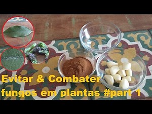O melhor fungicida caseiro para acabar fungos nas plantas part 1