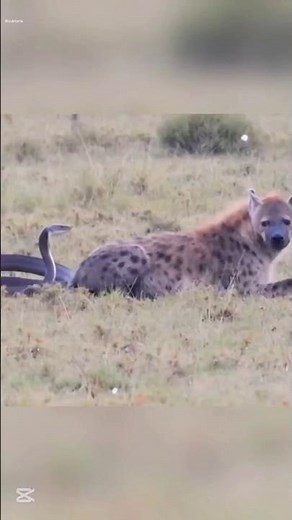 Black Mamba Bite Turns Hyena Helpless 😱 | Nature’s Deadliest Venom
