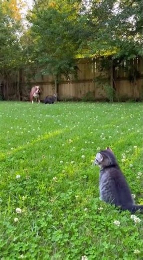Mother Cat Fearlessly Defends Her Kitten From Dog – Incredible Animal Instinct