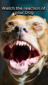 Aggressive Dog Barking 🐕 Loud & Clear #shorts #barking