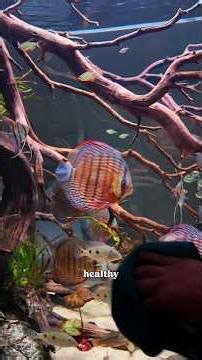Wild discus r misunderstood #aquarium #fishkeepinghobby #fishtank #aquascape #discus