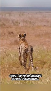 Cheetah Speed, Power and Control
