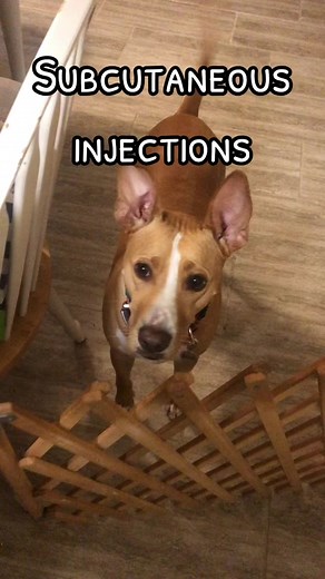 Subcutaneous (or Sub-Q) injections #dogtok #dogsoftiktok #dogcommunityfyp #dogmedicine #subqinjection #ibddog #immunotherapy #mydogisahotmess #apbt