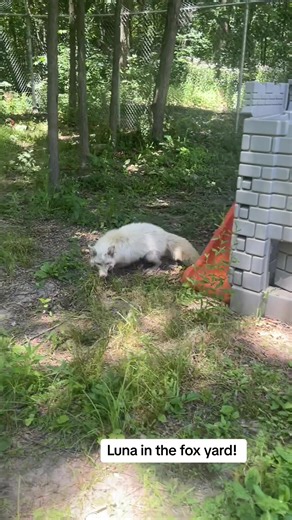 A Day in the Life of Luna the Fox | Fox Laughing Moments