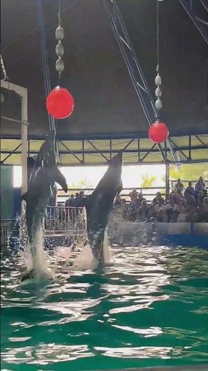 Dancing Dolphins Show Amazing Tricks