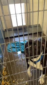 1.7K views · 93 reactions | UPDATE - RESCUED Please honor any...