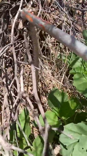 A Young Rattlesnake Goes Home