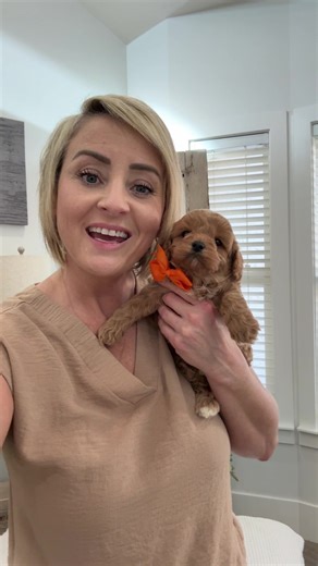 Meet Trixie's Adorable Cavapoo Puppy