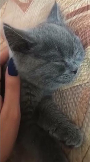 😻The Sweetest Sleeping Kitten Ever! 💤❤️