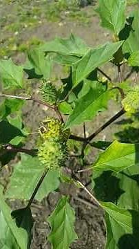 collecting datura seeds