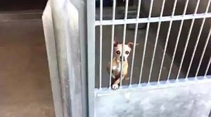 38K views · 1.2K reactions | RESCUE BY Little PAWS 4 Rescue CODE RED...