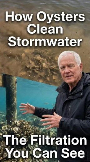 How Oysters Clean Stormwater