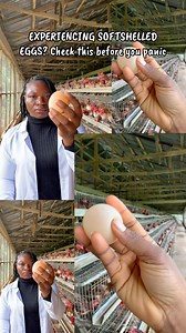 Soft-shelled or shell-less eggs are not “normal,” and they’re not bad luck. They’re your birds telling you something is wrong. Most common reasons👇 • Calcium deficiency – layers need steady calcium, not occasional supplements • Poor vitamin D3 intake – without D3, calcium won’t absorb • Stress – heat stress, overcrowding, sudden feed change • Disease or poor gut health • Young layers just starting to lay (temporary, but still needs monitoring) If you ignore it, next comes: ❌ Thin shells ❌ Crack