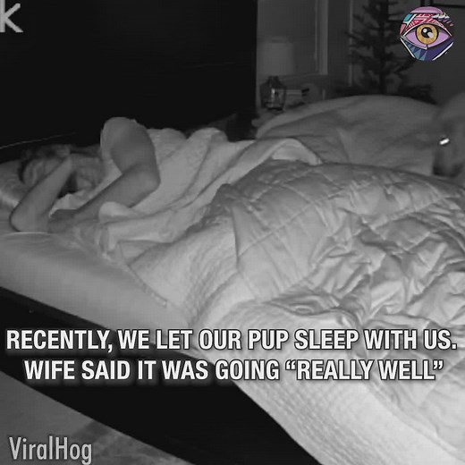 85K views · 978 reactions | Golden Retriever Sleeps Peacefully In Shared Bed #fblifestyle | ZenZest | Facebook